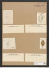 Diatomeae indet. Zeichnungen Sammlung Grunow Nr. 2469 (NHMW-BOT-W0369644)